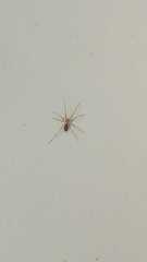 Cithaeron praedonius