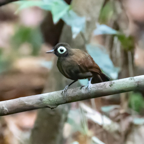 Bare-eyed Antbird (Rhegmatorhina gymnops), photo 4