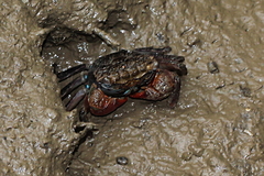 Sesarmidae
