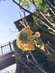 Edgeworthia chrysantha