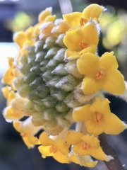 Edgeworthia chrysantha