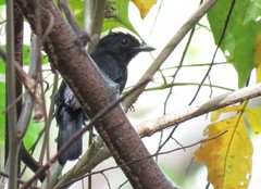 Thamnophilus nigriceps