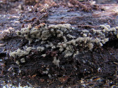 Botryobasidium conspersum