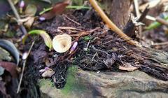 Fungi