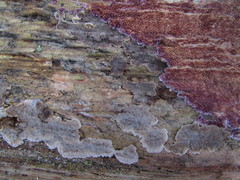 Stereum sanguinolentum