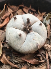 Lophophora