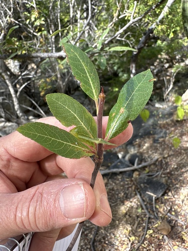 Bursera cerasiifolia Brandegee 2