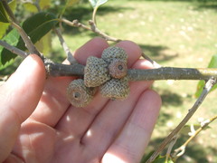 Quercus oblongata