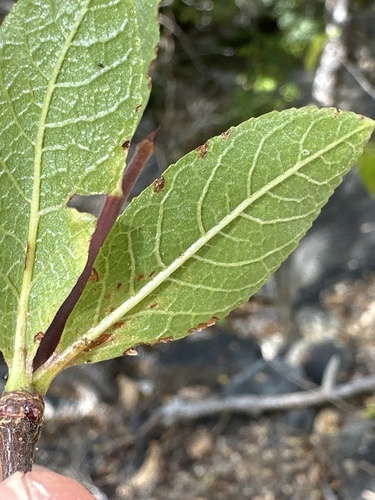 Bursera cerasiifolia Brandegee 4
