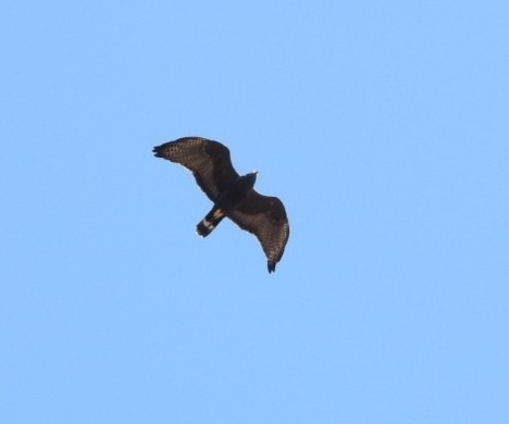 Zone-tailed Hawk (Buteo albonotatus), photo 2