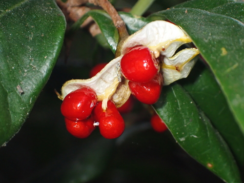 Pittosporum glabratum, 2026-01-17