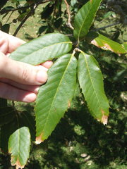 Quercus oblongata