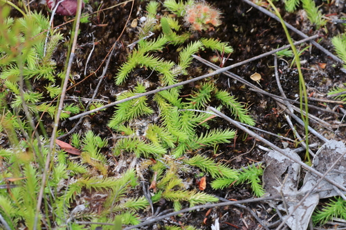 Brownseya serpentina, 2026-01-17