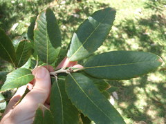 Quercus oblongata