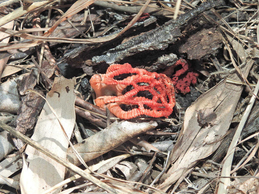 Colus pusillus · January 2026 · photo: © scottwgavins (iNaturalist, cc-by)