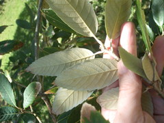 Quercus oblongata