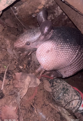 Southern Long-nosed Armadillo