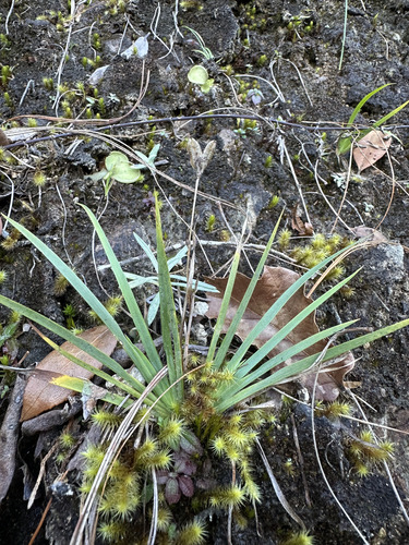 nodding blue-eyed grass (Sisyrinchium cernuum)