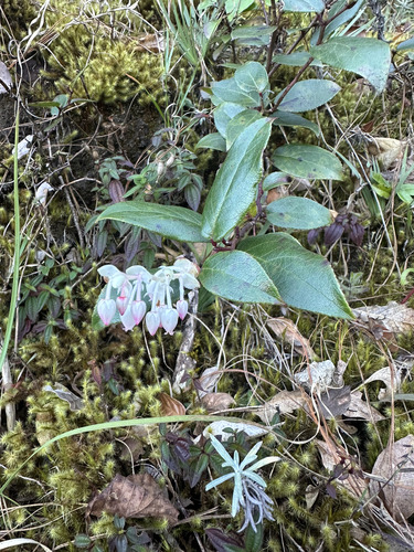 Gaultheria acuminata, photograph 6