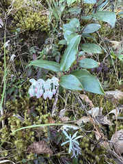 Gaultheria acuminata, photograph (c) Peter Quakenbush, some rights reserved (CC BY)