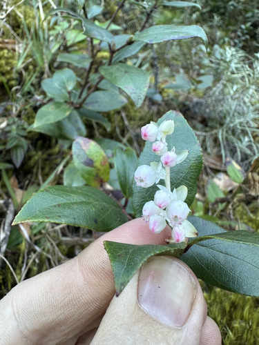 Gaultheria acuminata, photograph 5