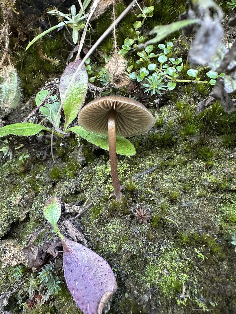 Mycena leptocephala · January 2026 · photo: © peterq (iNaturalist, cc-by)