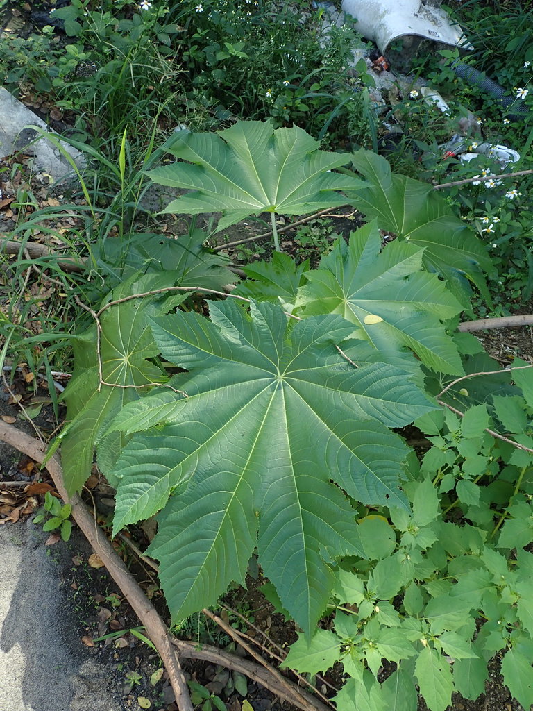 castor bean from Isla Grande, San Juan, Puerto Rico on February 06 ...