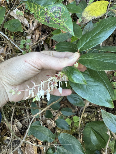 Gaultheria acuminata, photograph 4