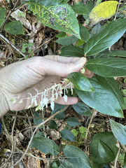 (c) Peter Quakenbush, some rights reserved (CC BY) Gaultheria acuminata, photograph (c) Peter Quakenbush, some rights reserved (CC BY)