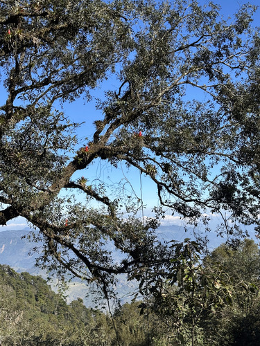 Tillandsia imperialis, photograph 6