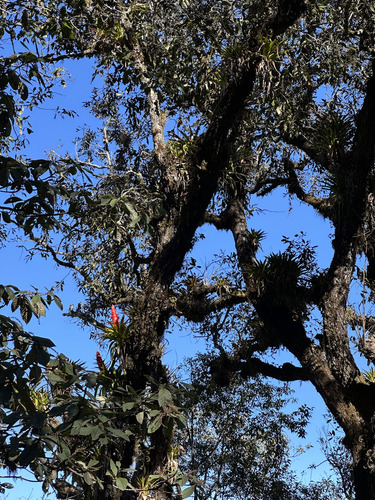 Tillandsia imperialis, photograph 3