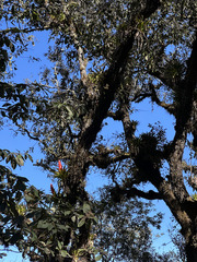 Tillandsia imperialis, photograph (c) Peter Quakenbush, some rights reserved (CC BY)