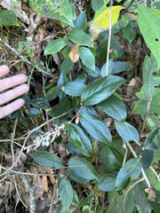 (c) Peter Quakenbush, some rights reserved (CC BY) Gaultheria acuminata, photograph (c) Peter Quakenbush, some rights reserved (CC BY)