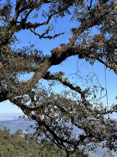 Tillandsia imperialis, photograph 5