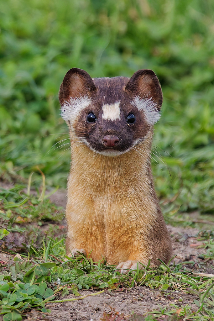 Long-tailed Weasel from Half Moon Bay, CA 94019, USA on January 21 ...