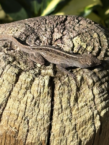 Brown Anole