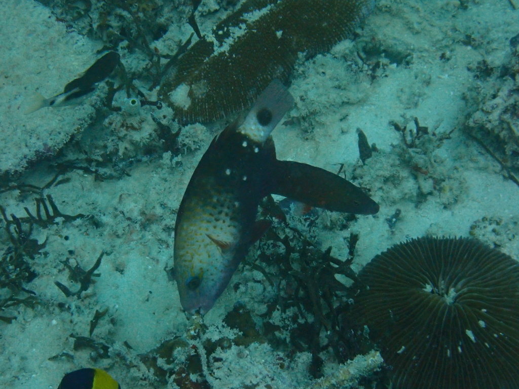 Bullethead Parrotfish (Chlorurus spilurus)