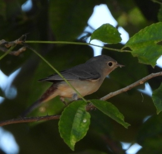 Lucy's Warbler (Leiothlypis luciae), photo 3