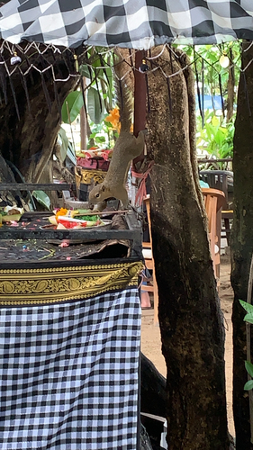 Callosciurus notatus