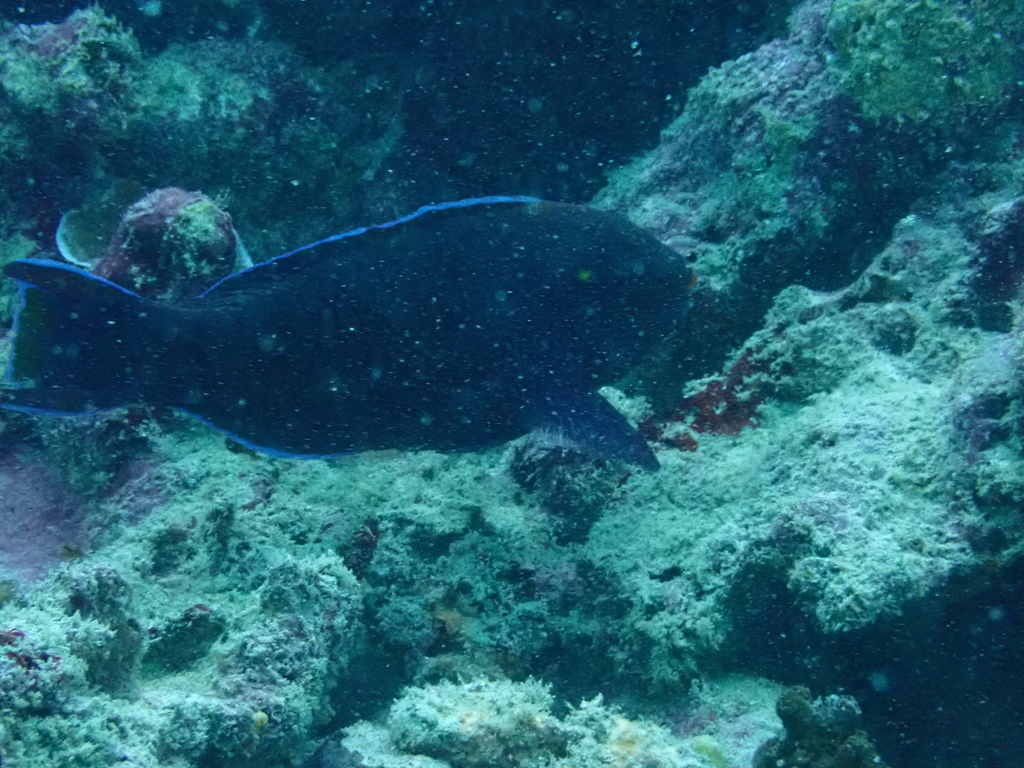 Blackedge thicklip wrasse (Hemigymnus melapterus)