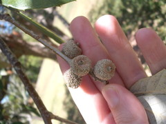 Quercus oblongata
