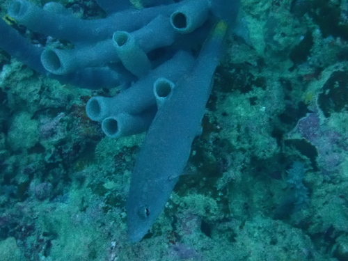 Oxycheilinus digramma