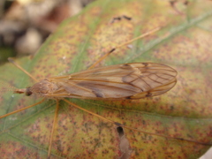Tipula ultima