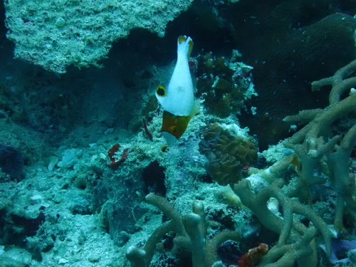 Cetoscarus ocellatus