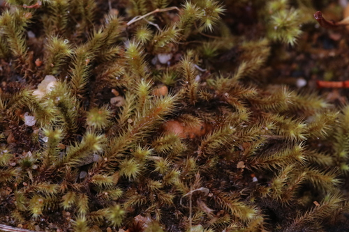 Red-heart Moss (Breutelia affinis)