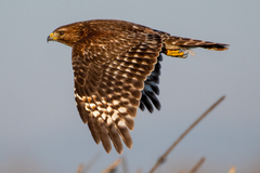 Red-Shouldered Hawk photo 3