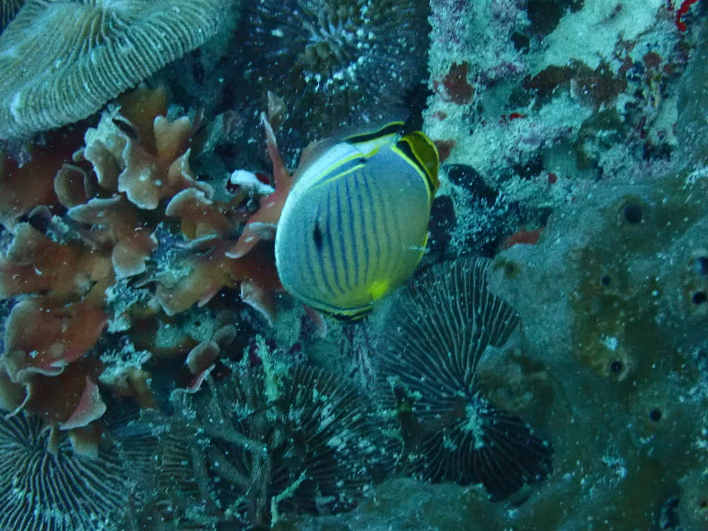 Oval Butterflyfish (Chaetodon lunulatus)