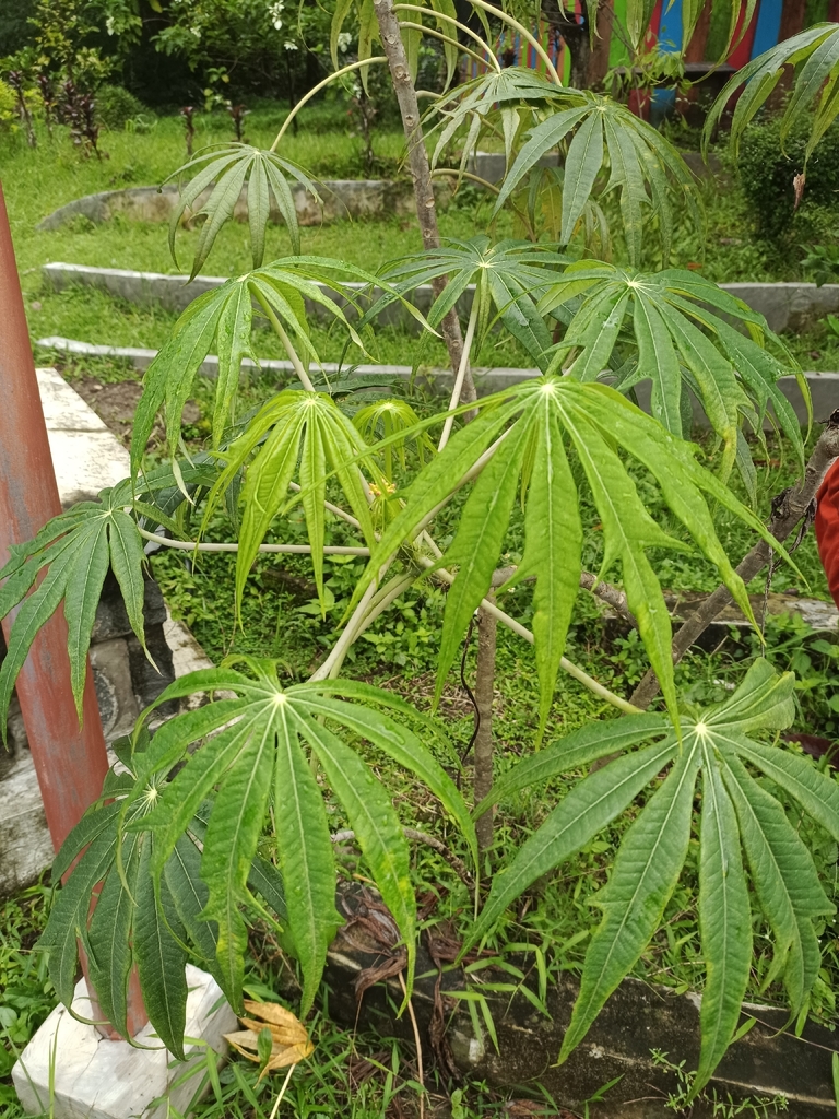 Coralbush (Jatropha multifida)