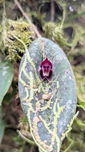 Lepanthes manabina