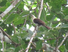 Campylorhynchus albobrunneus
